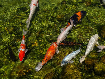 High angle view of koi fish in water