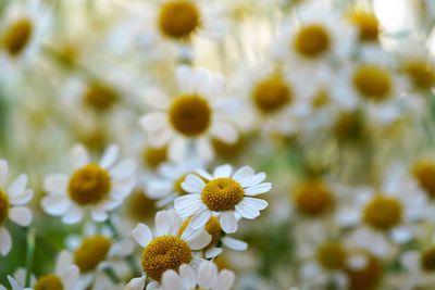 Close-up of white flowering plants