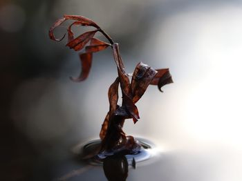 Close-up of dry leaf on rusty metal