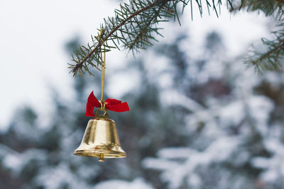 Close-up of bell hanging on plant