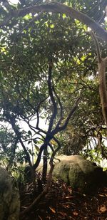 Low angle view of trees in forest