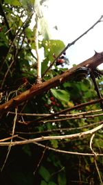 Close-up of twig on branch