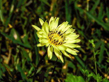 Close-up of insect on flower blooming outdoors