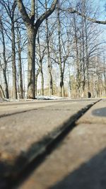 Road along bare trees