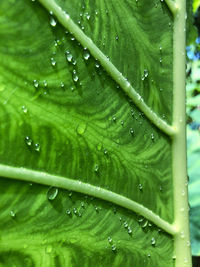 Close-up of wet leaves on rainy day