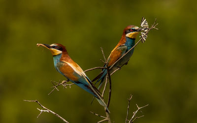 Close-up of birds perching on twig