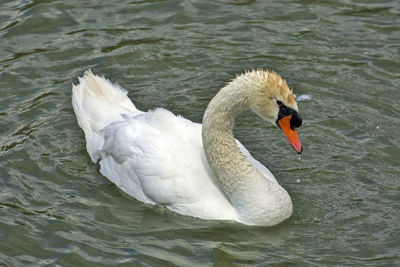 Swan floating on lake