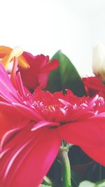 Close-up of pink flowers