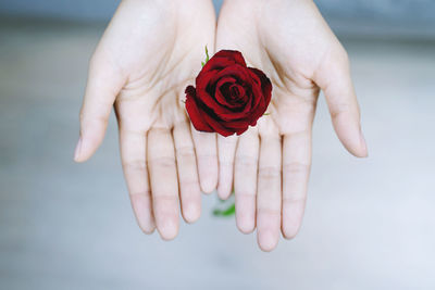 Close-up of hand holding red rose