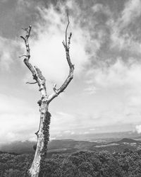 Bare tree on landscape against sky