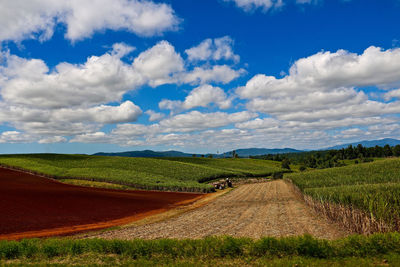 Scenic view of agricultural field against sky