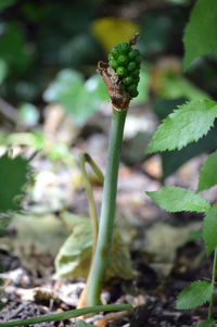 Close-up of plant growing on field