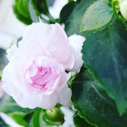 Close-up of pink rose