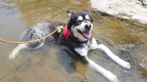 High angle view of dog in lake