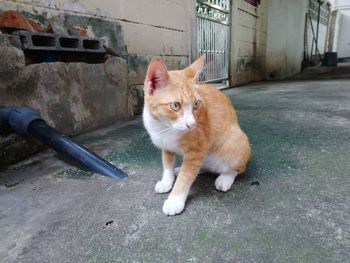 Portrait of cat sitting on sidewalk