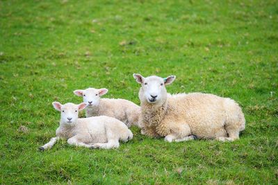 Sheep in the ranch new zealand landscape