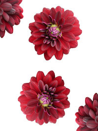 Close-up of red dahlia against white background