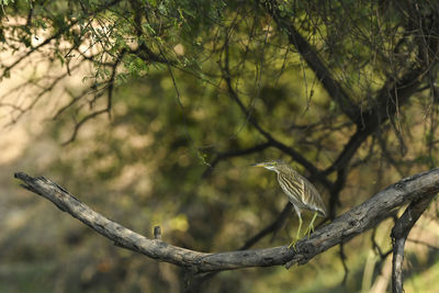 Low angle view of bird perching on branch