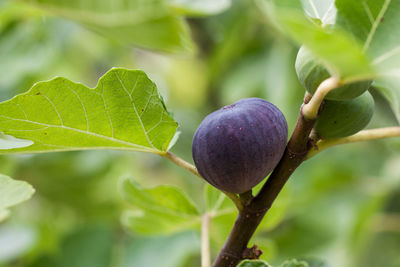 Close-up of berries growing on tree