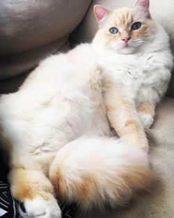 Portrait of cat sitting on sofa