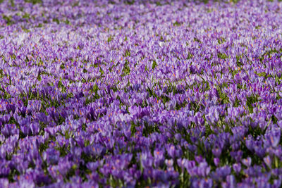 Close-up of purple flowering plants on field