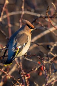Close-up of a waxwing bird perched in a thorn bush. picture is taken in sweden during winter