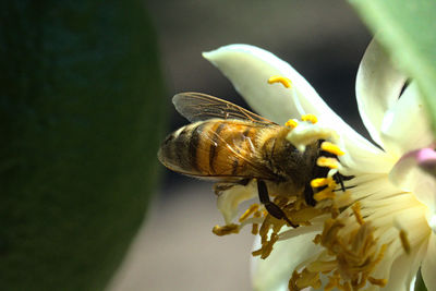 Close-up of insect on flower