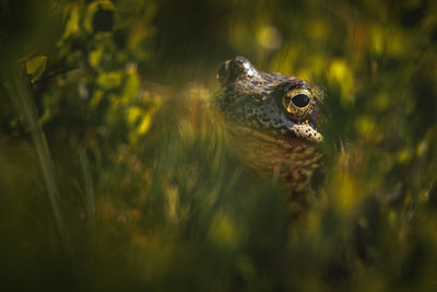 Frog from carpathian mountains hiding in the grass.