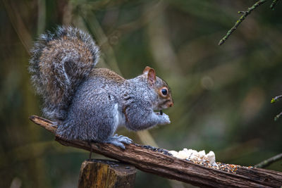 Close-up of squirrel on tree