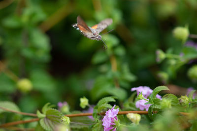 Close-up of butterfly pollinating on flower