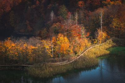 Scenic view of lake in forest