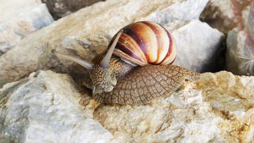 Brown long big snail round shell with stripes and with long horns...