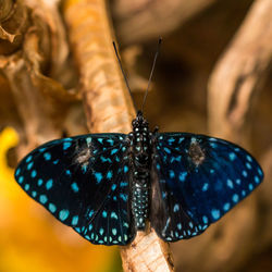 Close-up of butterfly on hand