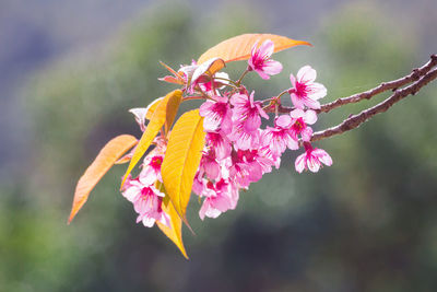 Close-up of insect on flowers