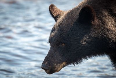 Close-up of an animal