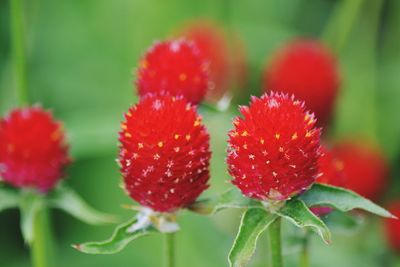 Close-up of red flowers against blurred background