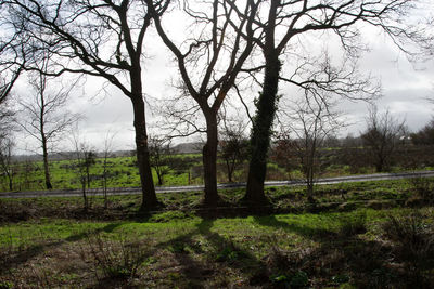 Bare trees on field against sky