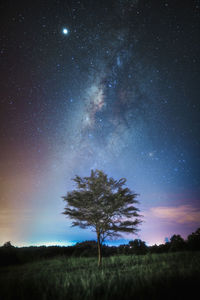 Trees on field against sky at night