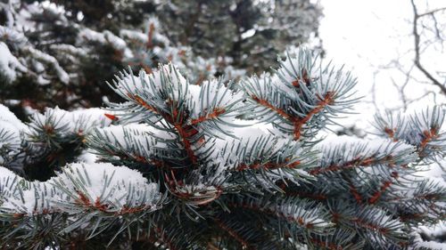 Close-up of pine tree during winter