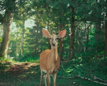 Portrait of deer in forest