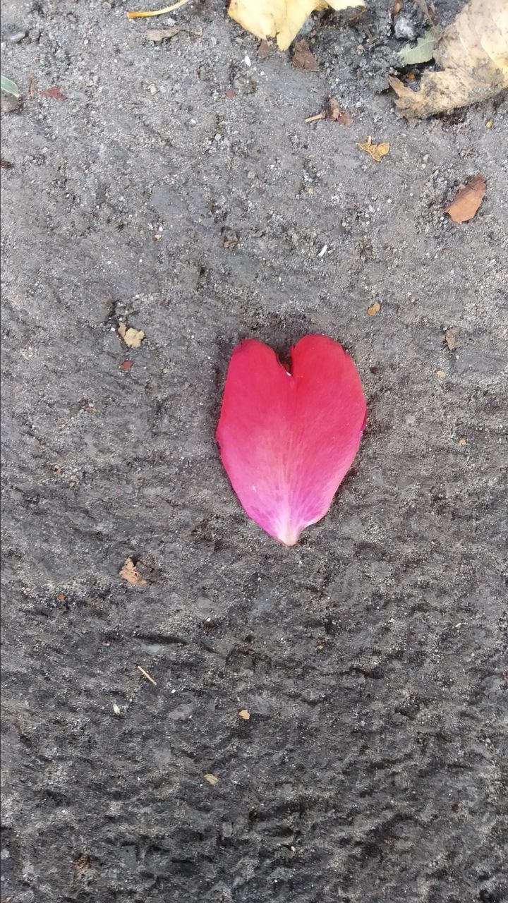 HIGH ANGLE VIEW OF RED ROSE ON HEART SHAPE