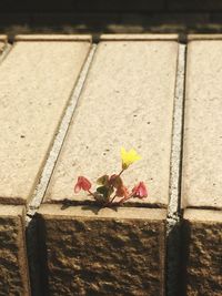 Close-up of rose against wall