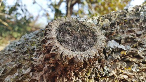 Close-up of tree stump