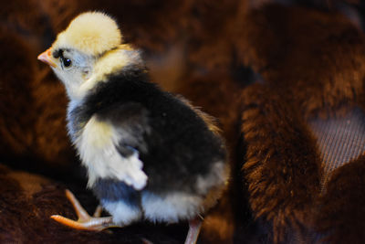 Close-up of a bird