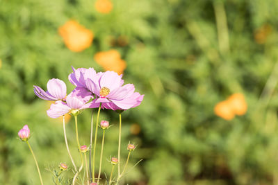 Close-up of pink cosmos flower on field