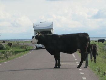 Cow standing on road against sky