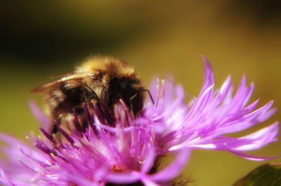 Close-up of honey bee pollinating on purple flower