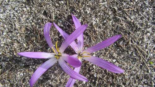 High angle view of purple flowers