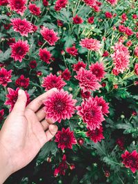 Midsection of person holding red flowering plant