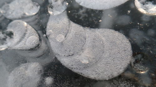 Close-up of turtle in water